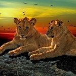 lions-1230870_1920